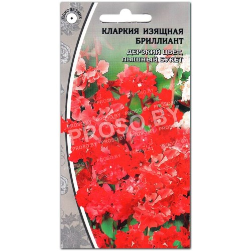 Кларкия Бриллиант-1