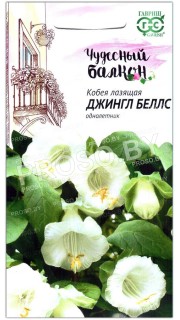 Кобея лазящая Джингл беллс