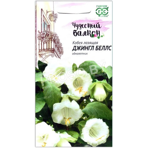 Кобея лазящая Джингл беллс