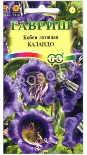 Кобея лазящая Каландо