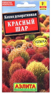 Кохия декоративная Красный шар