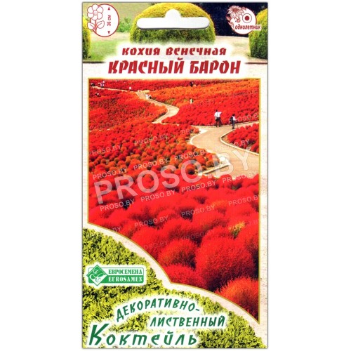Кохия венечная Красный барон