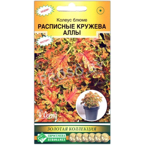 Колеус блюме Расписные кружева Аллы