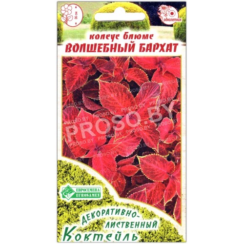 Колеус блюме Волшебный бархат