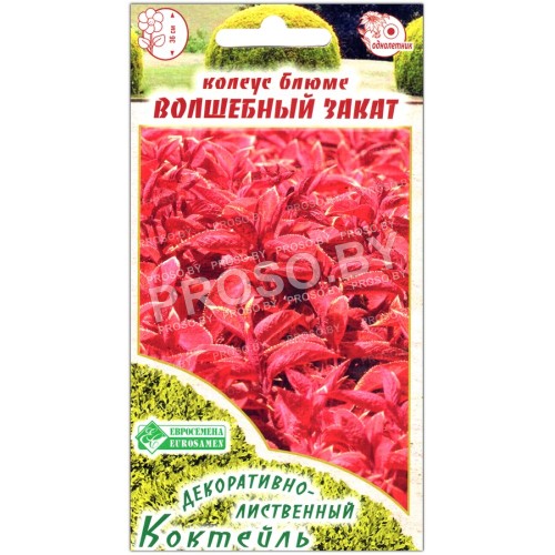 Колеус блюме Волшебный закат