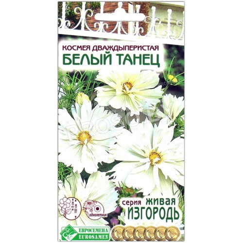Космея дваждыперистая Белый танец