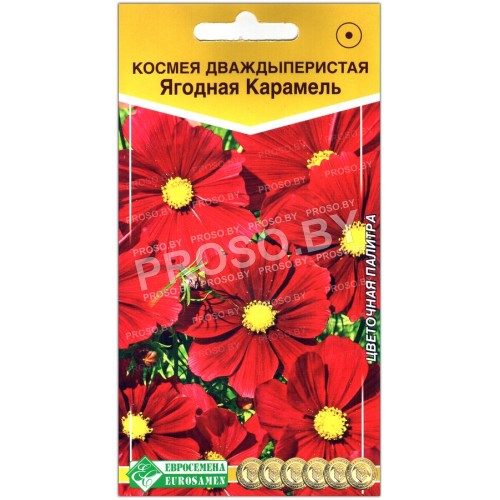 Космея дваждыперистая Ягодная карамель