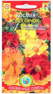 Космея Светлячок