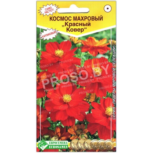 Космос махровый Красный ковер