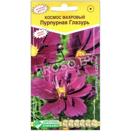 Космос махровый Пурпурная глазурь