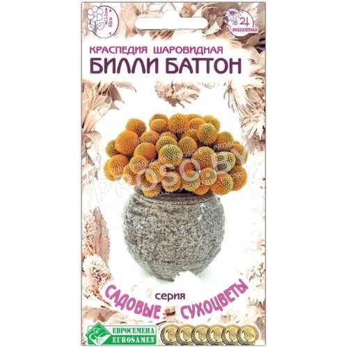Краспедия шаровидная Билли Батон