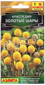 Краспедия Золотые шары