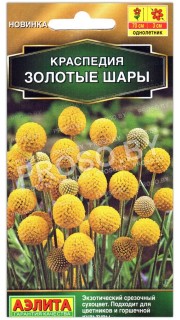 Краспедия Золотые шары