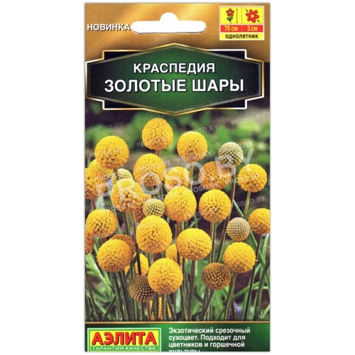 Краспедия Золотые шары