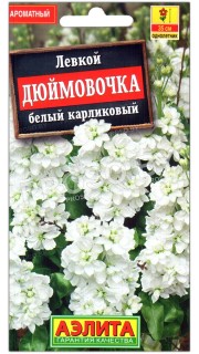 Левкой Дюймовочка, белый карликовый