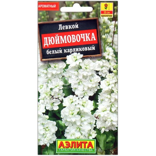 Левкой Дюймовочка, белый карликовый