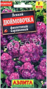 Левкой Дюймовочка, фиолетовый карликовый