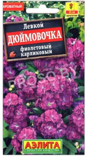 Левкой Дюймовочка, фиолетовый карликовый
