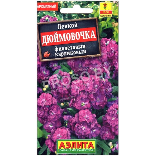 Левкой Дюймовочка, фиолетовый карликовый