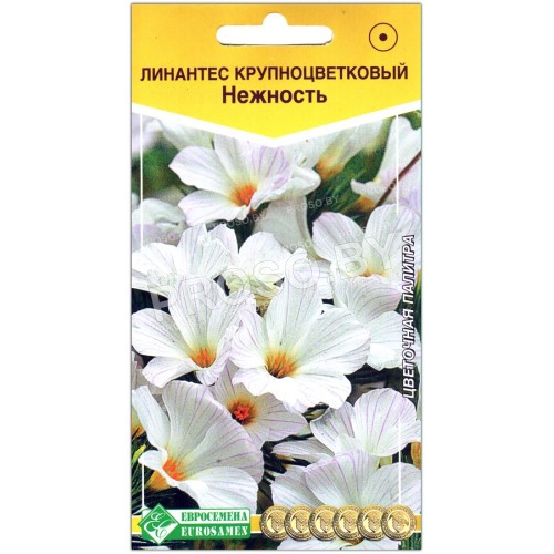 Линантес крупноцветковый Нежность