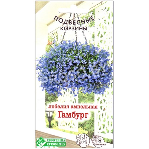 Лобелия ампельная Гамбург