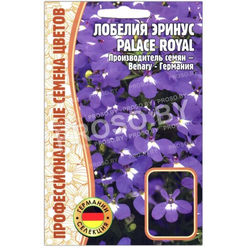 Лобелия эринус Palace royal