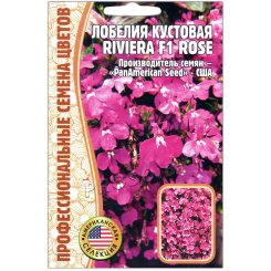 Лобелия кустовая Ривьера роуз (riviera rose) F1