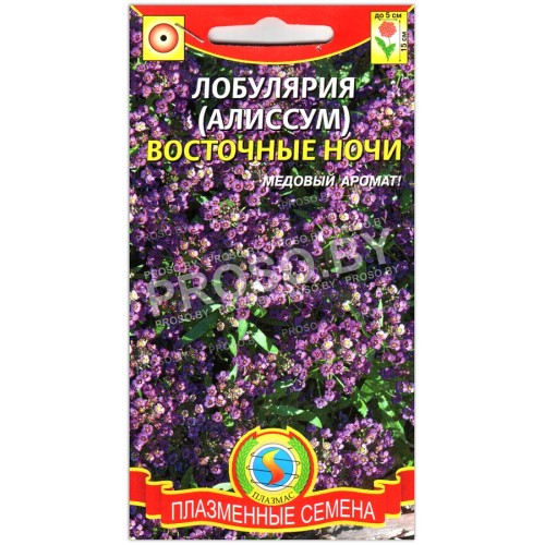 Лобулярия Восточные ночи