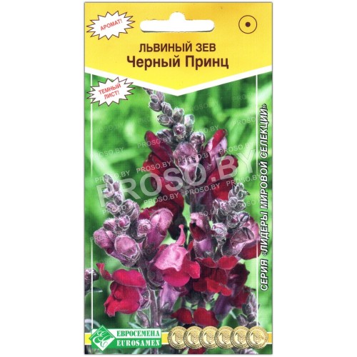 Львиный зев Черный принц