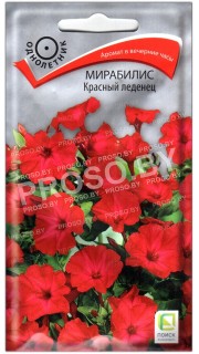 Мирабилис Красный леденец