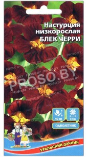 Настурция низкорослая Блек черри