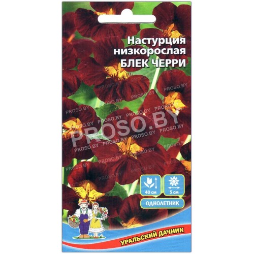Настурция низкорослая Блек черри