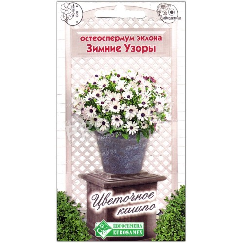 Остеоспермум Зимние узоры