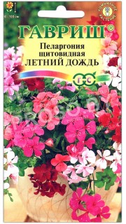 Пеларгония щитовидная Летний дождь
