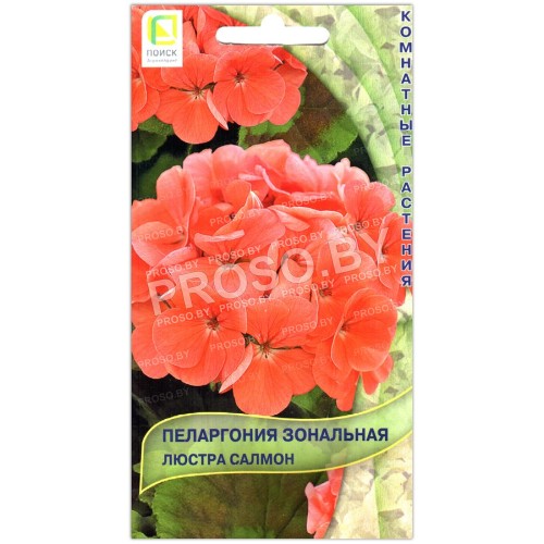 Пеларгония зональная Люстра салмон