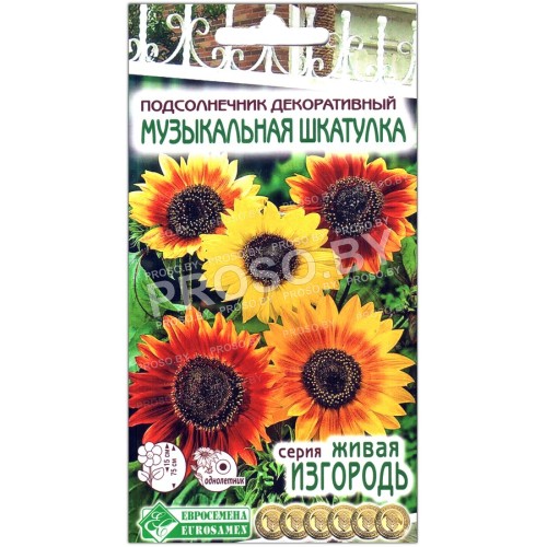Подсолнечник декоративный Музыкальная шкатулка