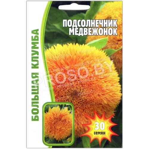 Подсолнечник Медвежонок
