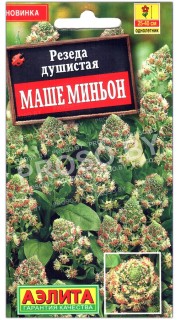 Резеда душистая Маше миньон