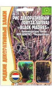 Рис декоративный Black madres (oryza sativa)