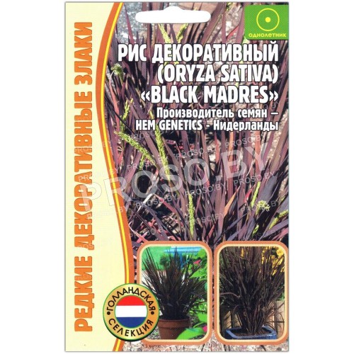 Рис декоративный Black madres (oryza sativa)