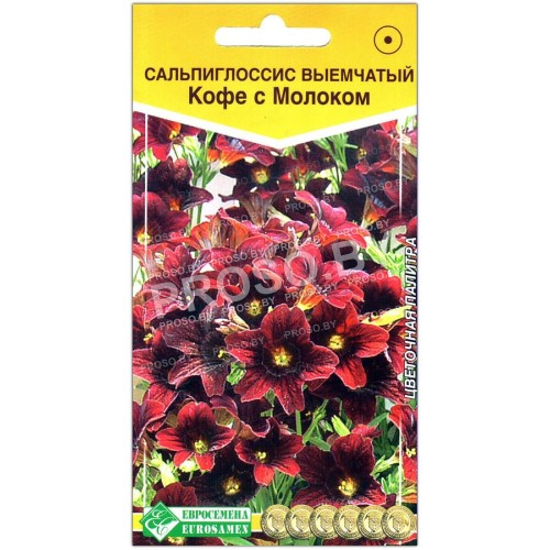 Сальпиглоссис выемчатый Кофе с молоком
