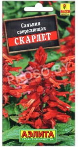 Сальвия сверкающая Скарлет