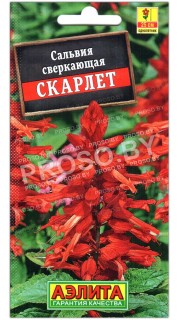 Сальвия сверкающая Скарлет