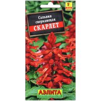 Сальвия сверкающая Скарлет