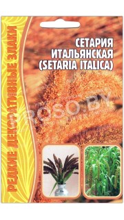 Сетария Итальянская
