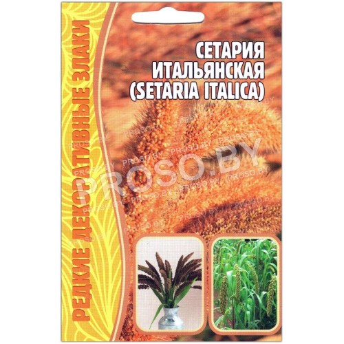 Сетария Итальянская
