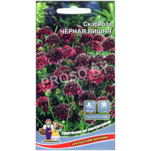 Скабиоза Черная вишня