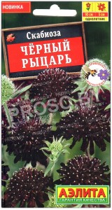 Скабиоза Черный рыцарь