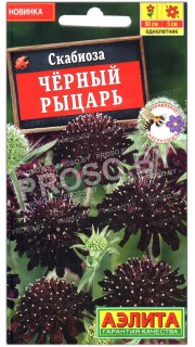 Скабиоза Черный рыцарь