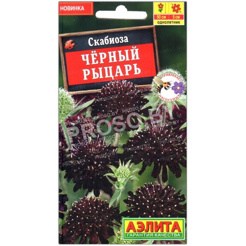 Скабиоза Черный рыцарь